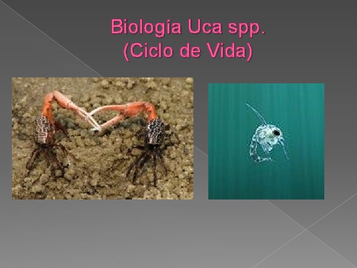 Biología Uca spp. (Ciclo de Vida) 