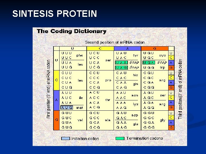 SINTESIS PROTEIN 