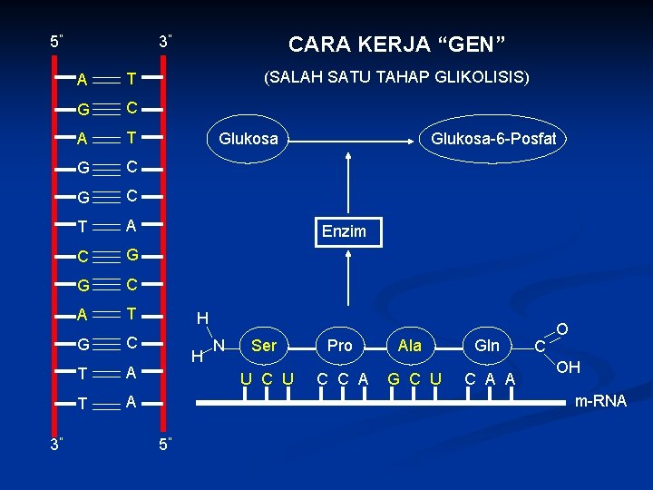 5” 3” CARA KERJA “GEN” 3” A T G C G C T A
