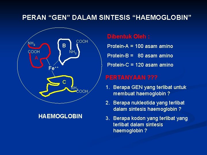 PERAN “GEN” DALAM SINTESIS “HAEMOGLOBIN” NH 2 B COOH NH 2 A Dibentuk Oleh