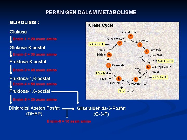 PERAN GEN DALAM METABOLISME GLIKOLISIS : Glukosa Enzim-1 = 20 asam amino Glukosa-6 -posfat