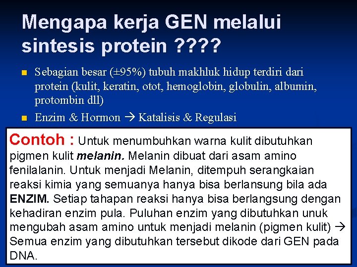 Mengapa kerja GEN melalui sintesis protein ? ? n n Sebagian besar (± 95%)