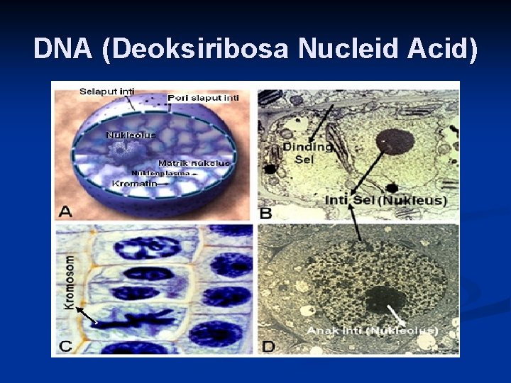 DNA (Deoksiribosa Nucleid Acid) 