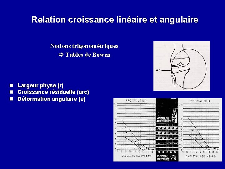 Relation croissance linéaire et angulaire Notions trigonométriques Tables de Bowen n Largeur physe (r)