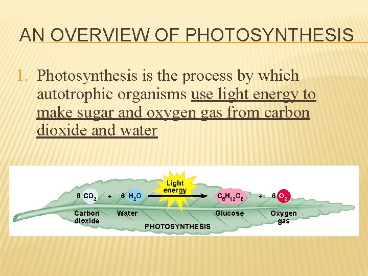 AN OVERVIEW OF PHOTOSYNTHESIS 1. Photosynthesis is the process by which autotrophic organisms use