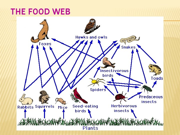 THE FOOD WEB 