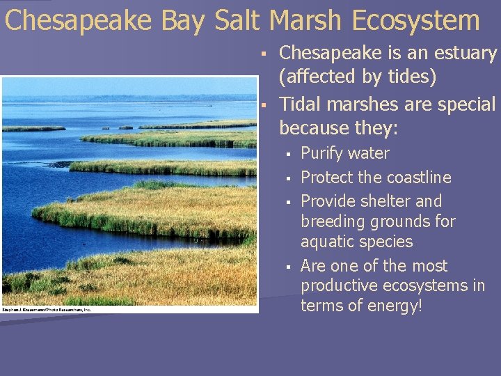 Chesapeake Bay Salt Marsh Ecosystem § § Chesapeake is an estuary (affected by tides)