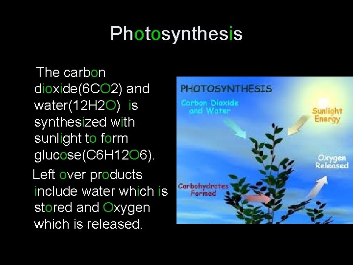 Photosynthesis The carbon dioxide(6 CO 2) and water(12 H 2 O) is synthesized with