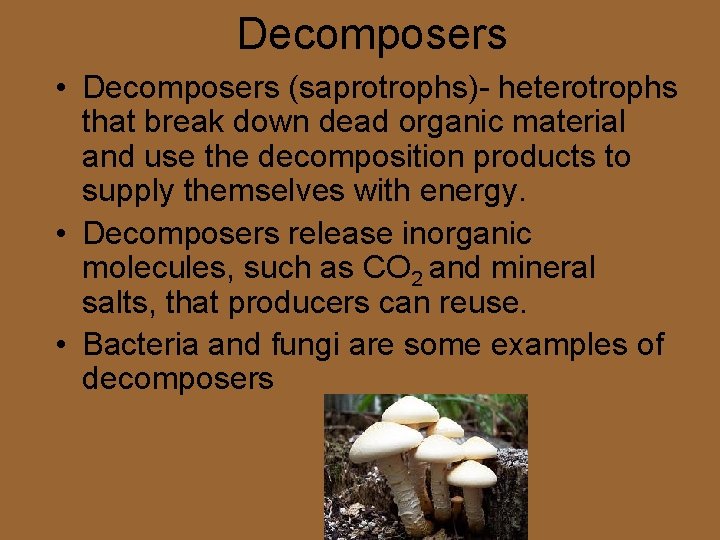 Decomposers • Decomposers (saprotrophs)- heterotrophs that break down dead organic material and use the