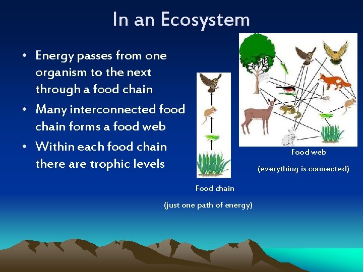 In an Ecosystem • Energy passes from one organism to the next through a