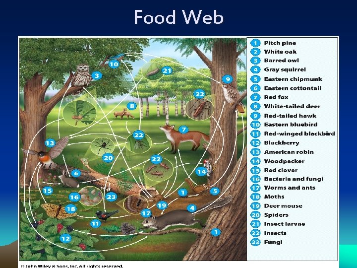Food Web 