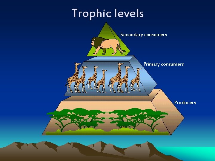 Trophic levels Secondary consumers Primary consumers Producers 
