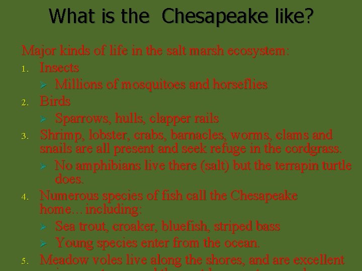 What is the Chesapeake like? Major kinds of life in the salt marsh ecosystem: