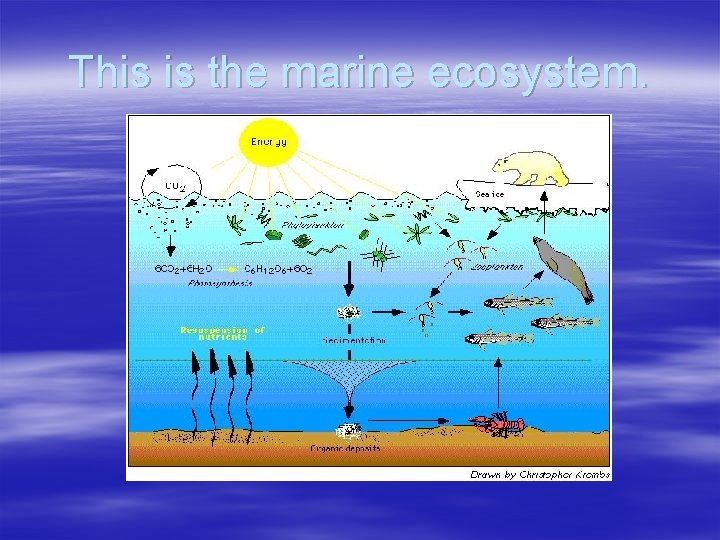 This is the marine ecosystem. 