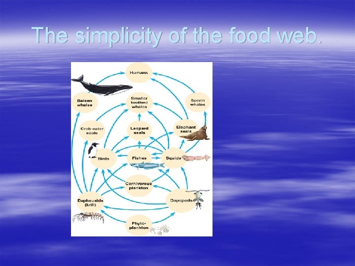 The simplicity of the food web. 