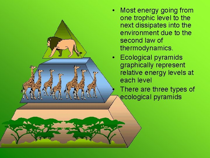  • Most energy going from one trophic level to the next dissipates into