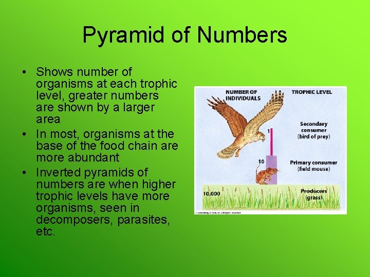 Pyramid of Numbers • Shows number of organisms at each trophic level, greater numbers