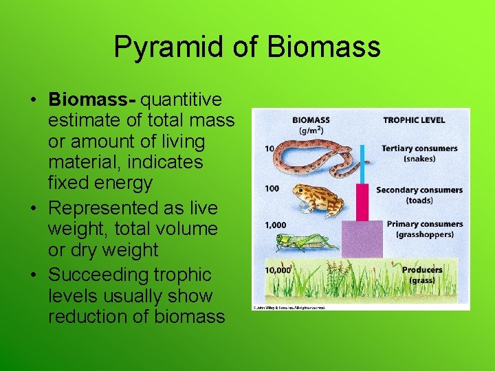 Pyramid of Biomass • Biomass- quantitive estimate of total mass or amount of living