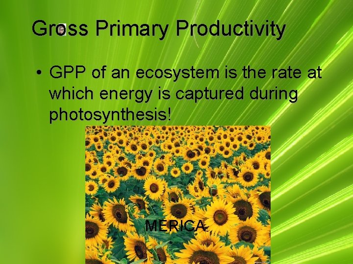 Gross Primary Productivity • GPP of an ecosystem is the rate at which energy