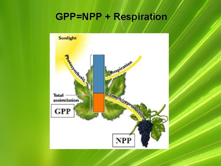 GPP=NPP + Respiration 