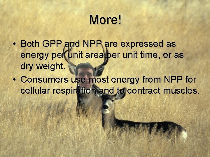 More! • Both GPP and NPP are expressed as energy per unit area per