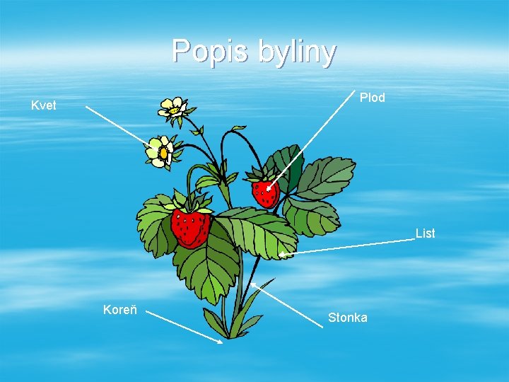 Popis byliny Plod Kvet List Koreň Stonka 