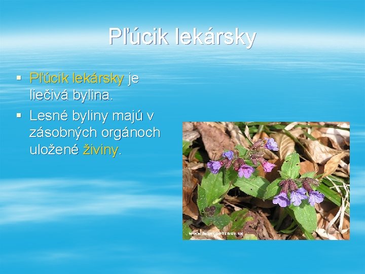 Pľúcik lekársky § Pľúcik lekársky je liečivá bylina. § Lesné byliny majú v zásobných