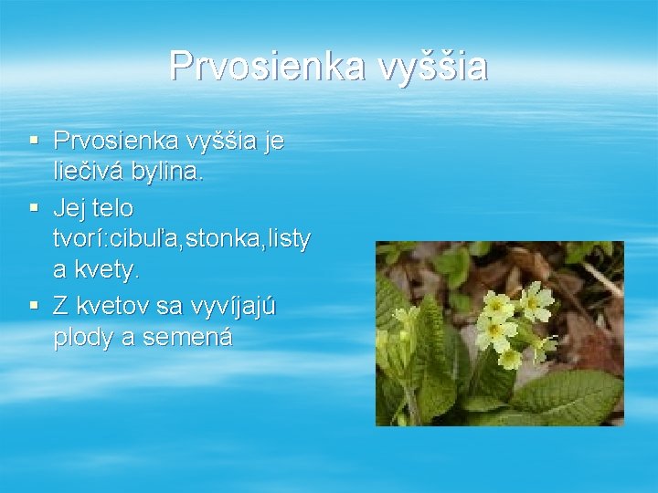 Prvosienka vyššia § Prvosienka vyššia je liečivá bylina. § Jej telo tvorí: cibuľa, stonka,