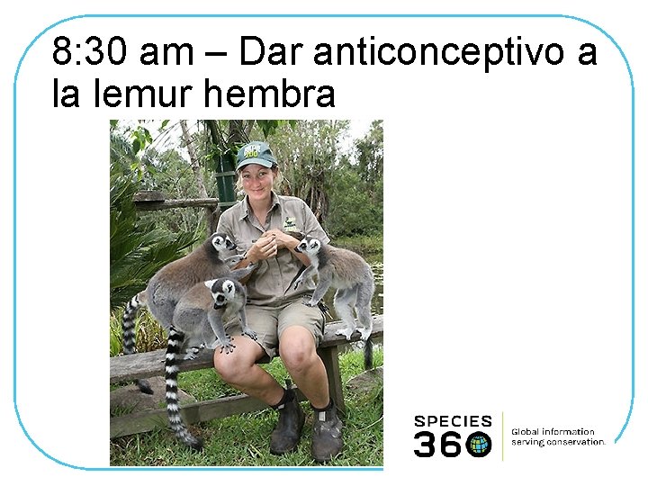 8: 30 am – Dar anticonceptivo a la lemur hembra 