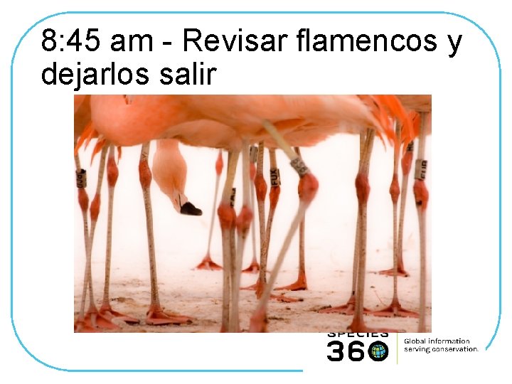 8: 45 am - Revisar flamencos y dejarlos salir 