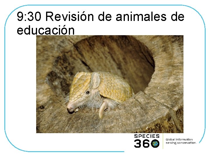 9: 30 Revisión de animales de educación 