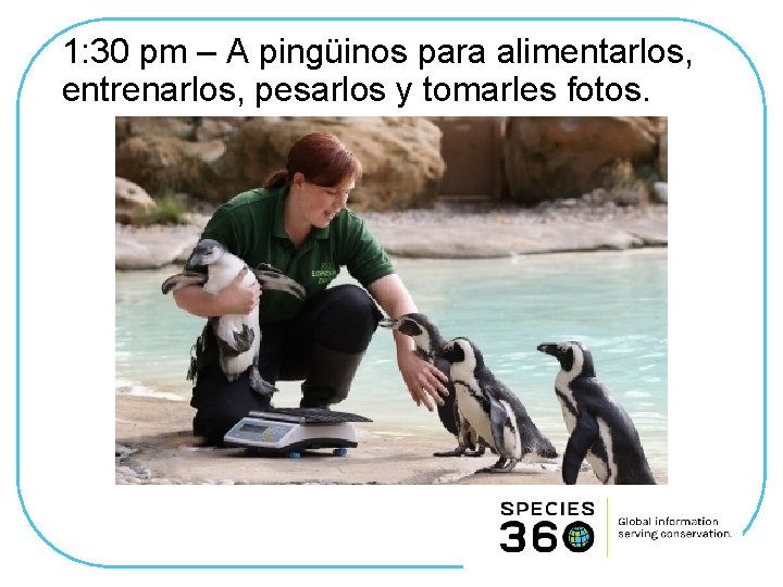 1: 30 pm – A pingüinos para alimentarlos, entrenarlos, pesarlos y tomarles fotos. 