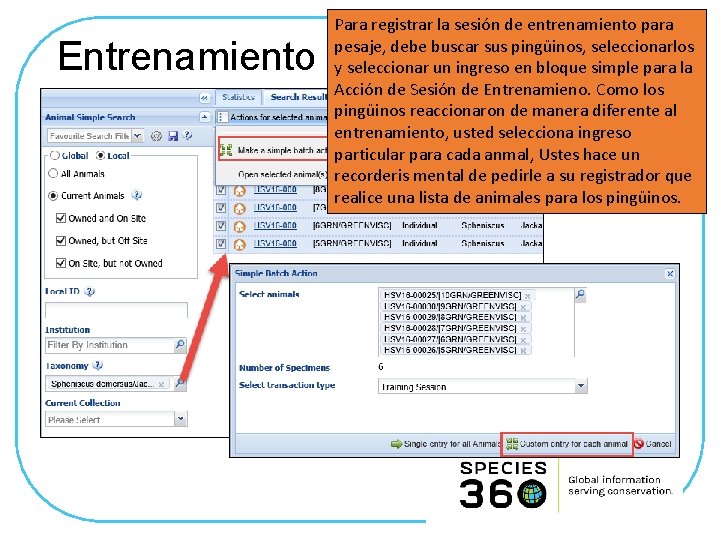 Entrenamiento Para registrar la sesión de entrenamiento para pesaje, debe buscar sus pingüinos, seleccionarlos