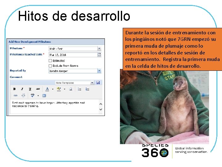 Hitos de desarrollo Durante la sesión de entrenamiento con los pingüinos notó que 7