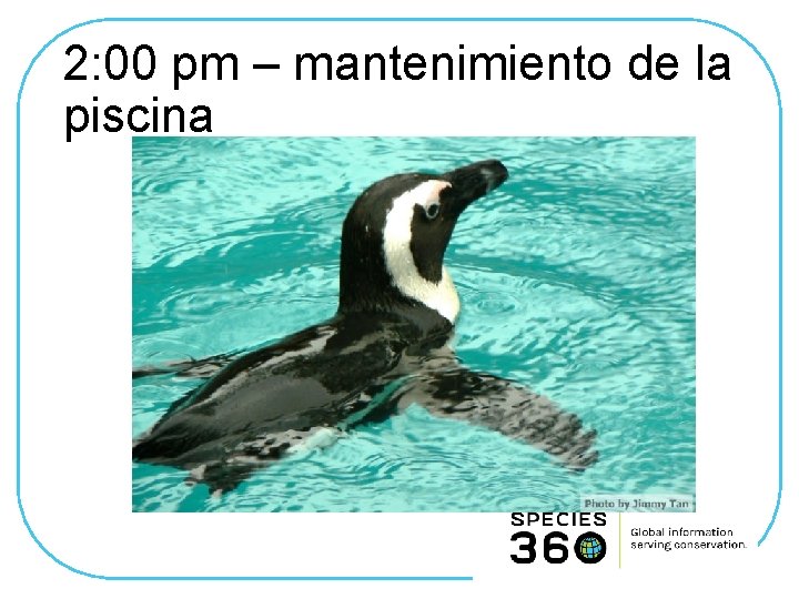 2: 00 pm – mantenimiento de la piscina 