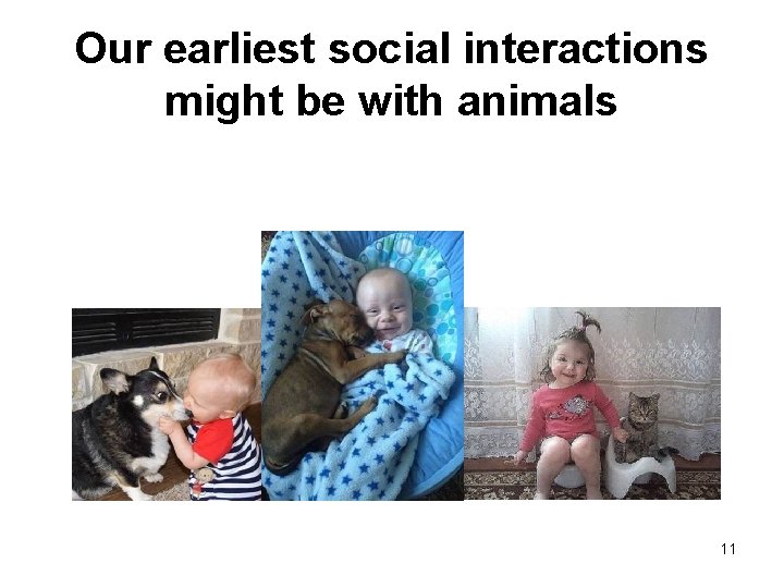 Our earliest social interactions might be with animals 11 