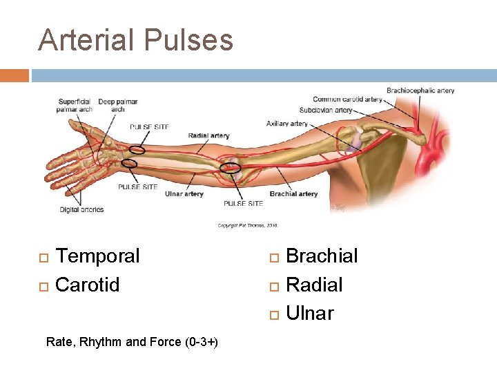 Arterial Pulses Temporal Carotid Rate, Rhythm and Force (0 -3+) Brachial Radial Ulnar Arterial Pulses Temporal Carotid Rate, Rhythm and Force (0 -3+) Brachial Radial Ulnar