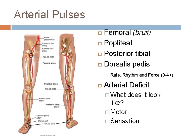 Arterial Pulses Femoral (bruit) Popliteal Posterior tibial Dorsalis pedis Rate, Rhythm and Force (0 Arterial Pulses Femoral (bruit) Popliteal Posterior tibial Dorsalis pedis Rate, Rhythm and Force (0