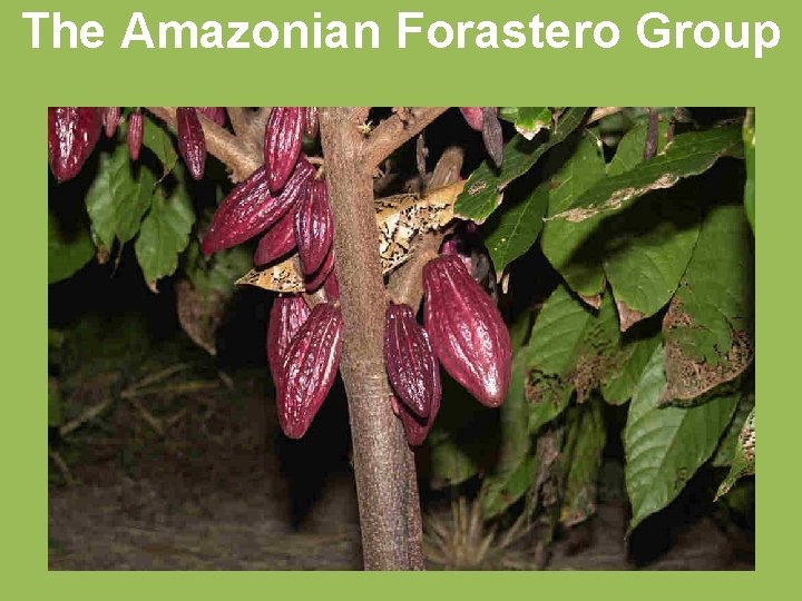 The Amazonian Forastero Group 