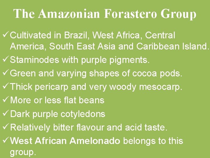 The Amazonian Forastero Group ü Cultivated in Brazil, West Africa, Central America, South East