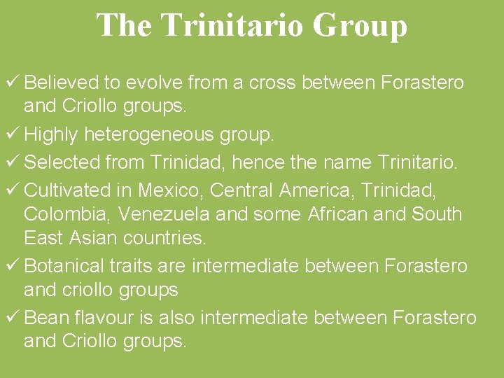 The Trinitario Group ü Believed to evolve from a cross between Forastero and Criollo