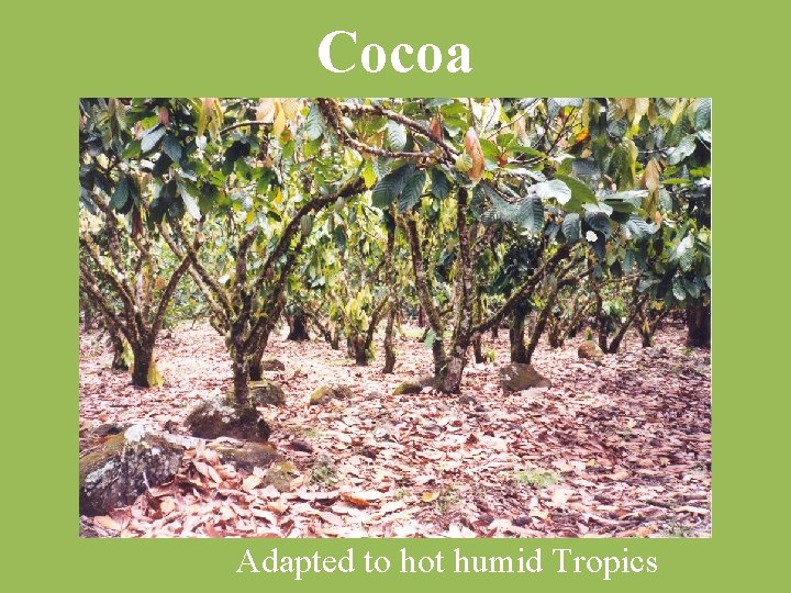 Cocoa Adapted to hot humid Tropics 