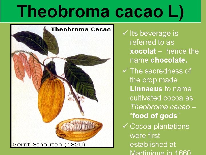 Theobroma cacao L) ü Its beverage is referred to as xocolat – hence the