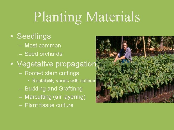 Planting Materials • Seedlings – Most common – Seed orchards • Vegetative propagation –