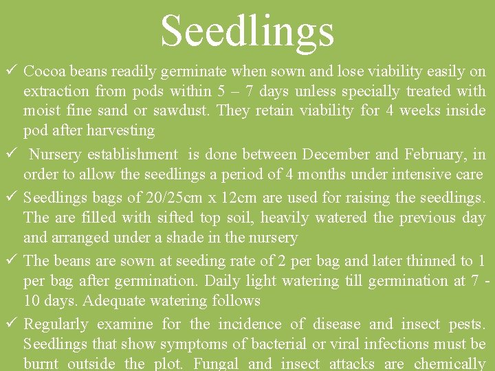 Seedlings ü Cocoa beans readily germinate when sown and lose viability easily on extraction