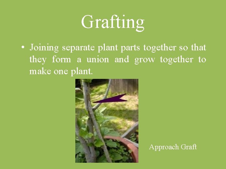 Grafting • Joining separate plant parts together so that they form a union and