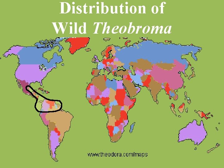Distribution of Wild Theobroma 