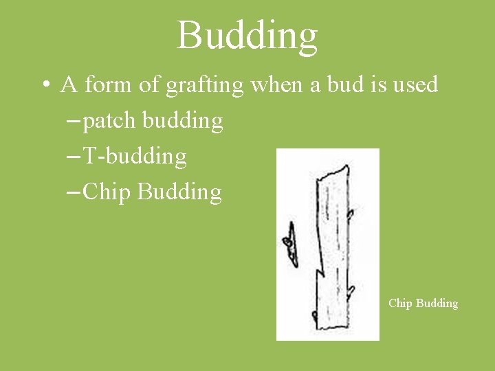 Budding • A form of grafting when a bud is used – patch budding