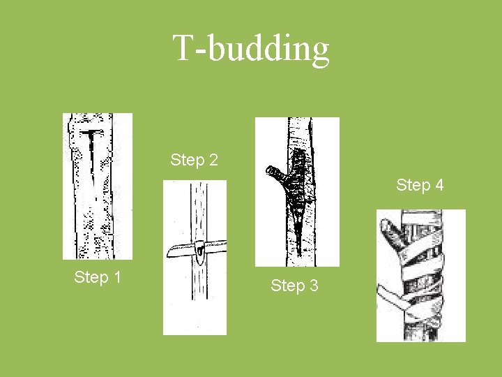 T budding Step 2 Step 4 Step 1 Step 3 