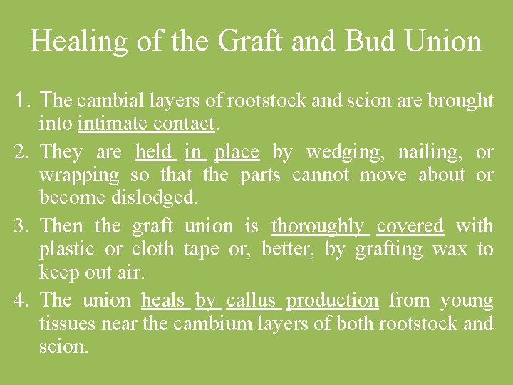 Healing of the Graft and Bud Union 1. The cambial layers of rootstock and